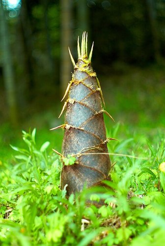Hình minh họa từ Bamboo shoot - Măng tre