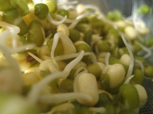Imagen de Bean sprout - Brote de soja