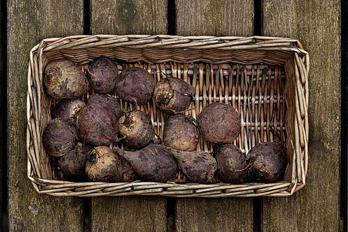 Hình minh họa từ Beetroot - Củ dền