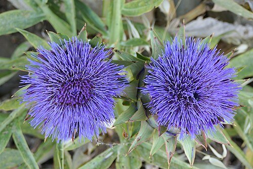 Hình minh họa từ cardoon - cây a-ti-sô dại