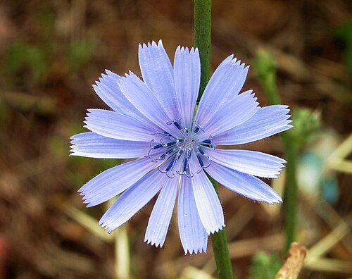 Hình minh họa từ chicory - cây diếp xoăn chicory