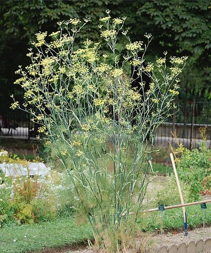 Hình minh họa từ fennel - củ thì là tây