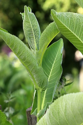 Hình minh họa từ horseradish - củ cải ngựa