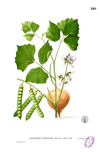Hình minh họa từ jicama - củ đậu / củ sắn nước
