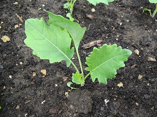 Hình minh họa từ kohlrabi - củ su hào