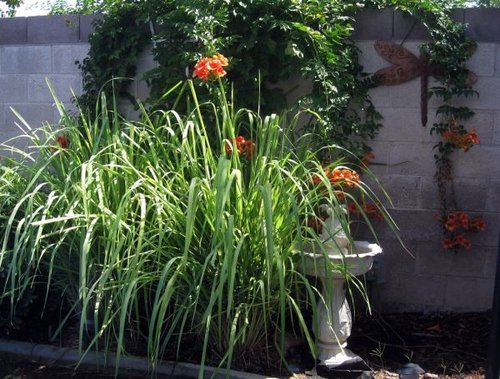 Hình minh họa từ Lemongrass - Cây sả
