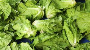Hình minh họa từ Lettuce - Xà lách