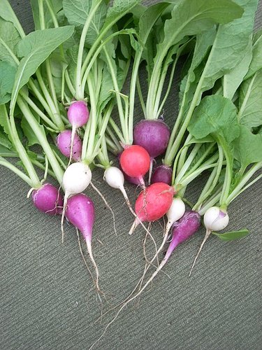 Hình minh họa từ Radish - Củ cải đỏ