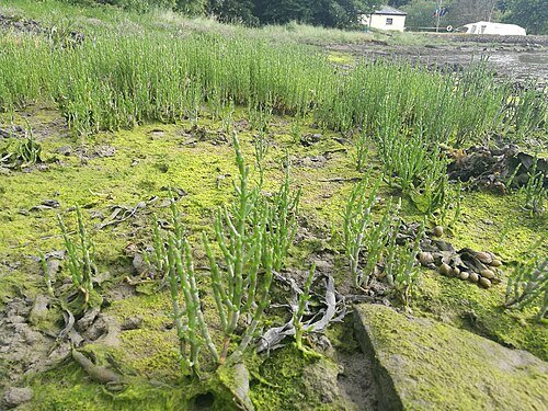 Hình minh họa từ samphire - măng tây biển samphire