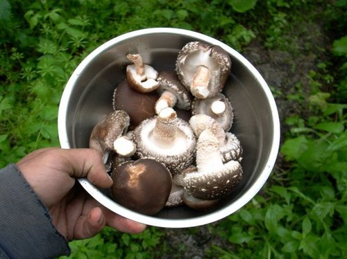 Hình minh họa từ Shiitake - Nấm hương, nấm đông cô