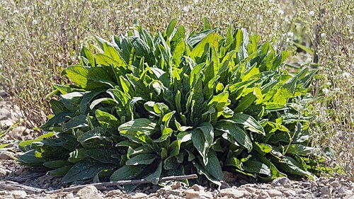 Hình minh họa từ sorrel - rau chua sorrel
