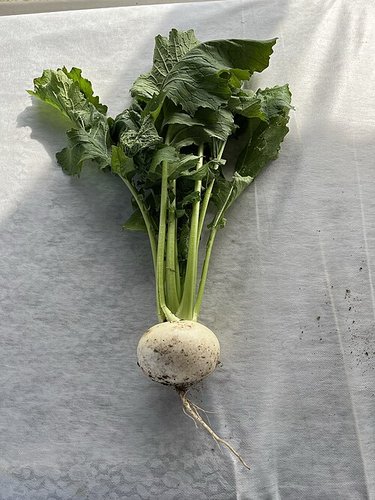 Hình minh họa từ Turnip - Củ cải trắng (tròn)