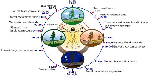 Hình minh họa từ circadian - thuộc chu kỳ sinh học 24 giờ ngày đêm