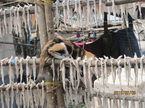 Hình minh họa từ amongst - ở giữa nhiều người trong số