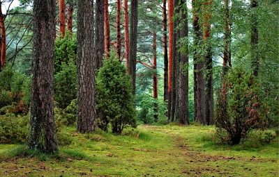 Hình minh họa từ Forest - Rừng