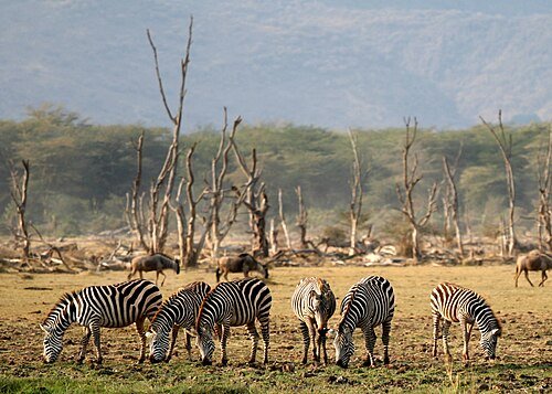 Hình minh họa từ savanna - hoang mạc cỏ xavan