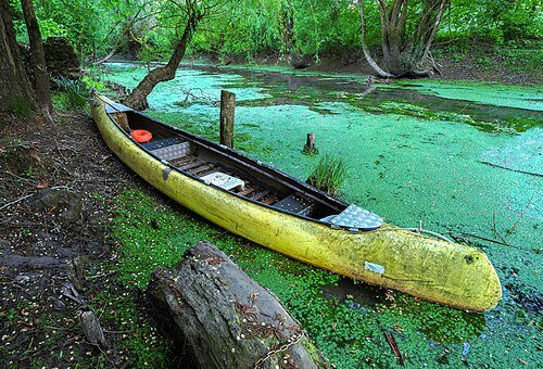 Hình minh họa từ Swamp - Đầm lầy