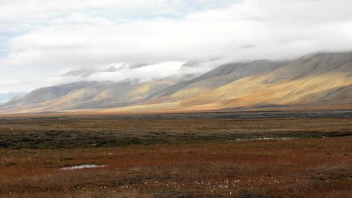Hình minh họa từ tundra - vùng lãnh nguyên băng giá