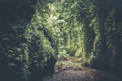 Hình minh họa từ Wild - Hoang dã