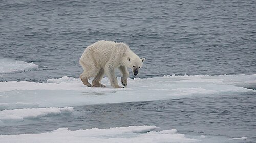 Hình minh họa từ Global warming - Sự nóng lên toàn cầu