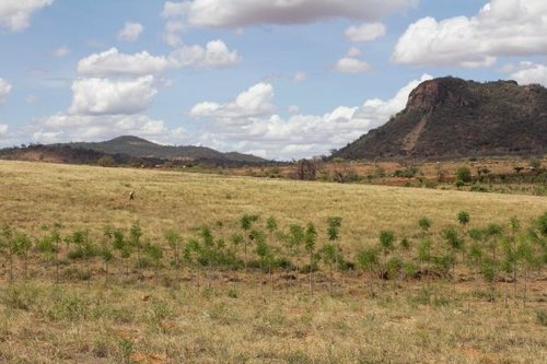 Hình minh họa từ Reforestation - Sự trồng lại rừng tái sinh, phủ xanh đất trống