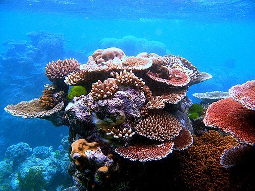Hình minh họa từ Coral - Màu hồng cam san hô