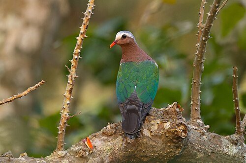Hình minh họa từ Emerald - Màu lục bảo