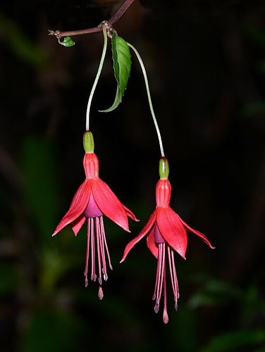 Imagen de fuchsia - fucsia
