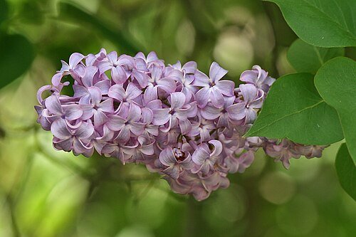 Hình minh họa từ lilac - màu hoa tử đinh hương / tím nhạt