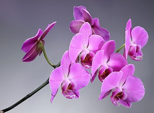 Hình minh họa từ Magenta - Màu đỏ tươi tím, hồng cánh sen
