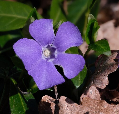 Hình minh họa từ periwinkle - màu xanh tím hoa dừa cạn