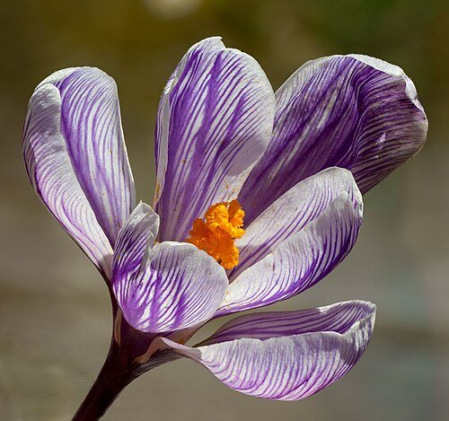 Hình minh họa từ Violet - Màu tím hoa cà