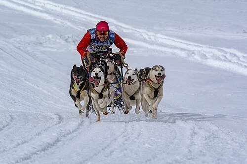 Hình minh họa từ husky - to con lực lưỡng vạm vỡ